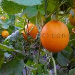 山东莘县小吊瓜今日啥价,价格波动解析”