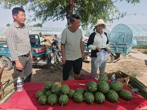 山东莘县小吊瓜今日啥价,价格波动解析”