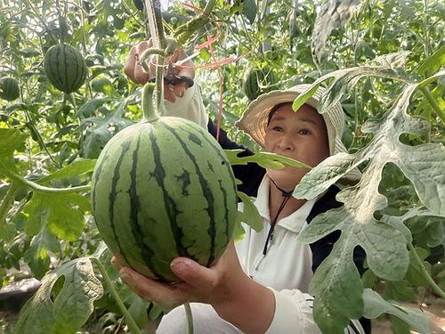 山东莘县小吊瓜今日啥价,价格波动解析”