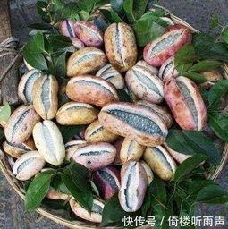 今日新鲜事八月瓜,探寻夏日里的神秘果实