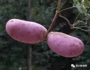 今日新鲜事八月瓜,探寻夏日里的神秘果实