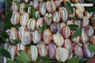 今日新鲜事八月瓜,探寻夏日里的神秘果实