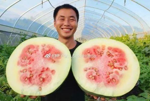 今日网友吃瓜现状,揭秘网络时代的“瓜田”盛况