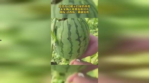 今日网友吃瓜现状,揭秘网络时代的“瓜田”盛况