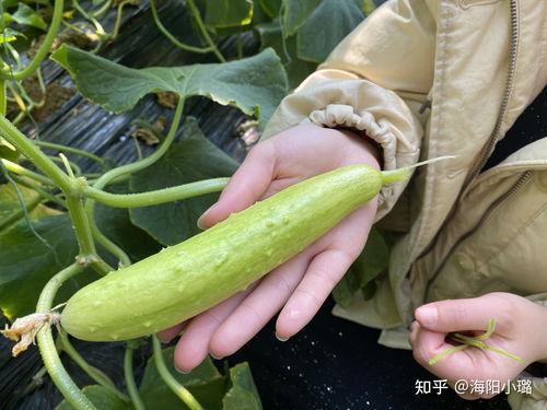 海阳网瓜价格今日价,价格行情一览