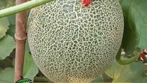 哈密瓜今日头条,揭秘哈密瓜的营养价值与种植奥秘