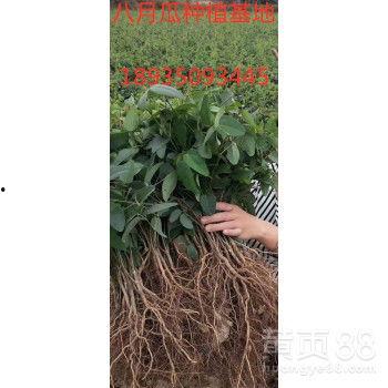 八月瓜价格今日行情,今日价格波动解析”