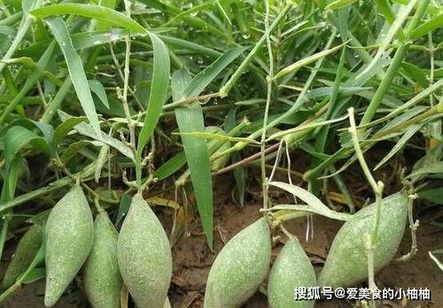 地梢瓜今日收购价格行情,价格波动解析与市场动态一览”