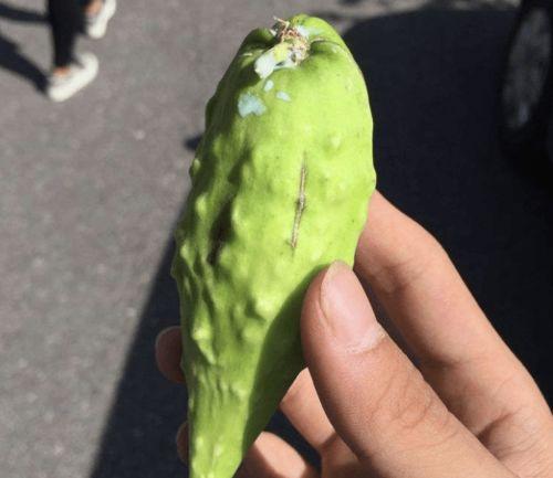 地梢瓜今日收购价格行情,价格波动解析与市场动态一览”