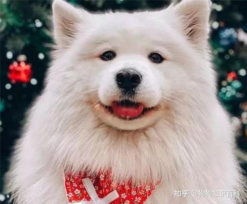 萨摩耶明星网红图片男的,魅力四溢的帅气萌犬