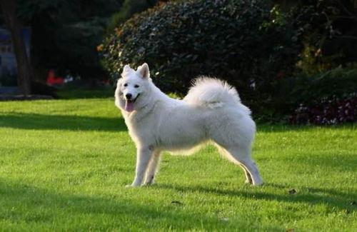 萨摩耶明星网红图片男的,魅力四溢的帅气萌犬