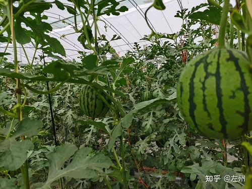 砀山小吊瓜今日行情最新,丰收季里的价格波动与市场前景