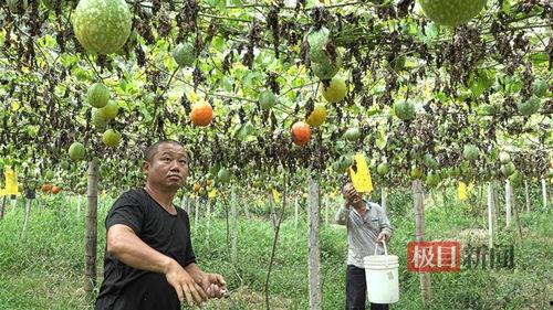 砀山小吊瓜今日行情最新,丰收季里的价格波动与市场前景