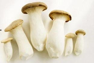 51cg10今日吃瓜蘑菇,今日吃瓜蘑菇，揭秘娱乐圈幕后故事