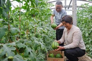 漯河吊瓜今日价格多少钱,行情波动下的市场动态