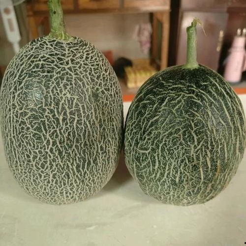 今日哈密瓜的价格,市场行情一览