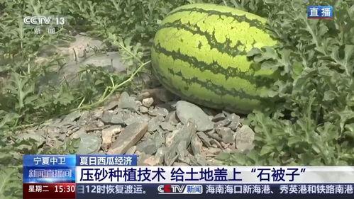 石缝瓜今日价格表最新,最新市场行情一览