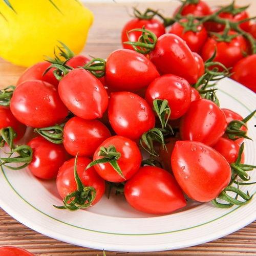 今日菜价小瓜番茄,小瓜番茄，今日菜价下的健康之选