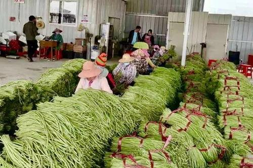 上海今日瓜菜价格,实惠与多样并存