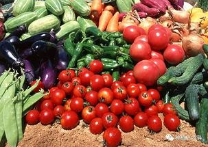 上海今日瓜菜价格,实惠与多样并存