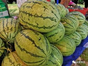 今日开启吃瓜模式了吗图片,开启视觉盛宴之旅