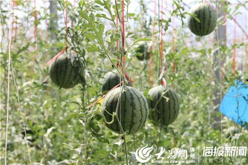 汾阳今日吃瓜事件视频,一场网络热议背后的真相揭秘