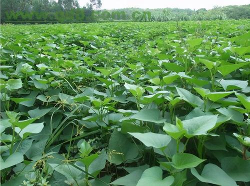 山东19地瓜今日价格,涨跌各异，市场行情一览