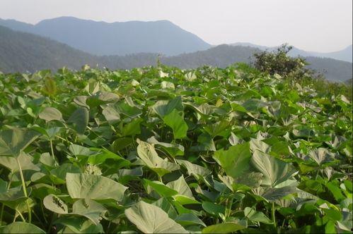 山东19地瓜今日价格,涨跌各异，市场行情一览