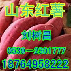 山东19地瓜今日价格,涨跌各异，市场行情一览