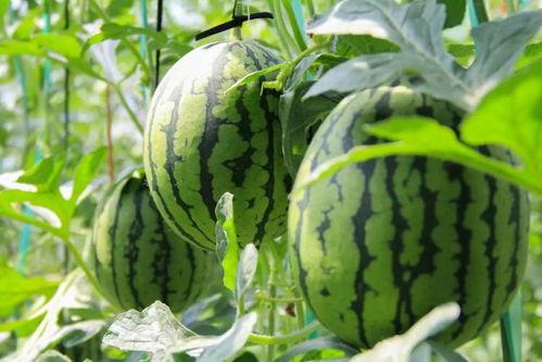 五一吃瓜群众今日吃瓜视频,今日热门吃瓜视频盘点