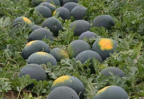 最喜欢吃的是黑瓜,探寻我最爱的独特风味