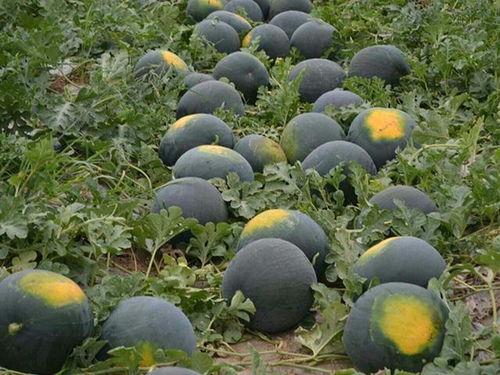 最喜欢吃的是黑瓜,探寻我最爱的独特风味