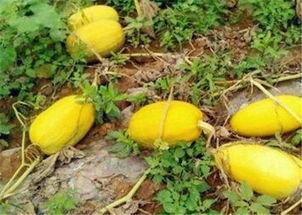 哈密产区瓜价格今日价,产区行情实时盘点