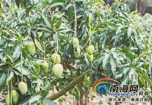 海南吊瓜今日价格,市场行情实时解析