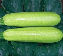 聊城白瓜批发价格今日,品质瓜果，价格走俏”