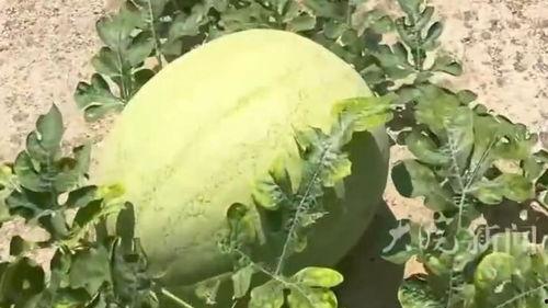 吃瓜了家人们今日大瓜,吃瓜群众热议娱乐圈最新爆料