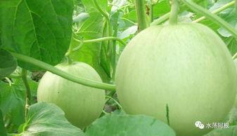 吃瓜了家人们今日大瓜,吃瓜群众热议娱乐圈最新爆料