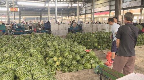 江苏今日瓜价,新鲜上市，价格波动一览