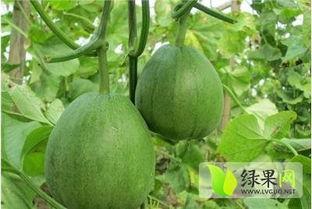 今日德州脆瓜价格多少,抢购热潮下的市场行情