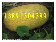 哈密瓜批发价今日价格行情,价格波动及市场分析”