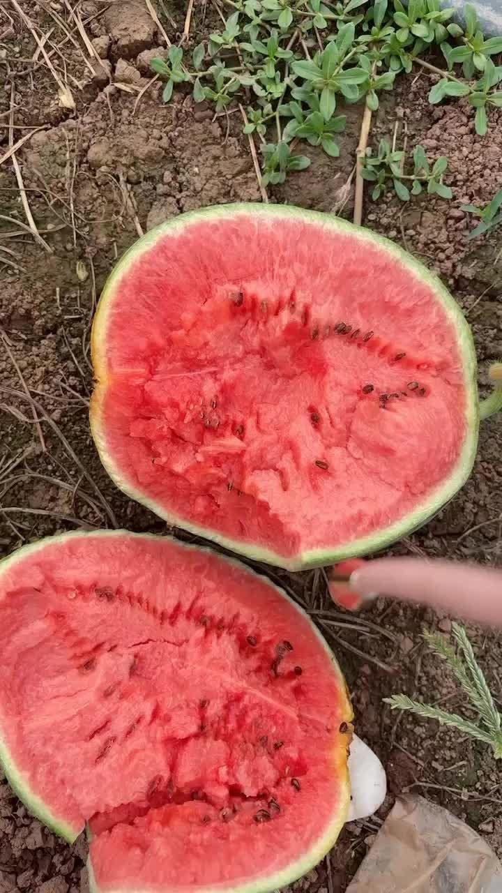 今日币瓜行情,今日加密货币市场动态一览