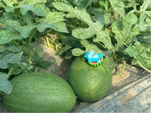 上海崩瓜今日新闻,揭秘背后真相与市场影响