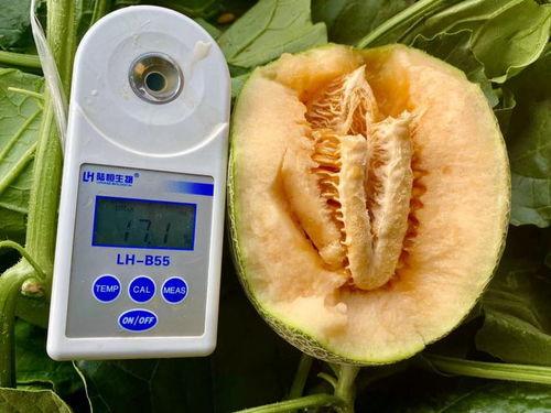 今日吃瓜精选合集