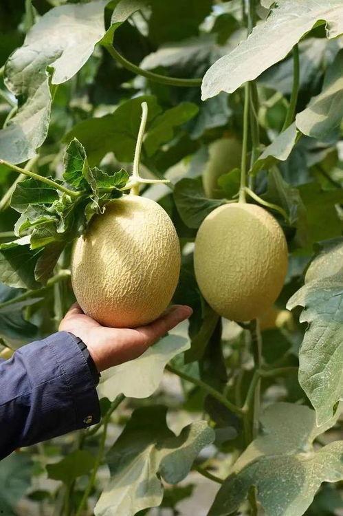 今日吃瓜精选合集