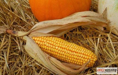 吊瓜今日价格走势,今日走势解析