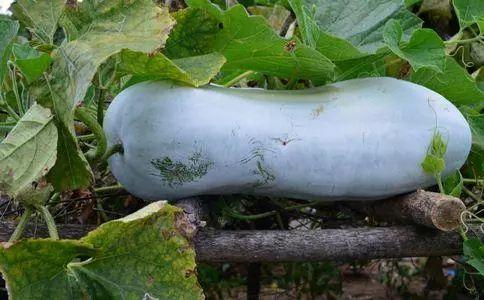 51cg10今日大瓜吃瓜中心,揭秘娱乐圈最新热点事件