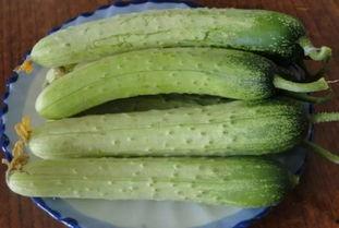 胡芦岛旱瓜今日价格,市场行情一览”