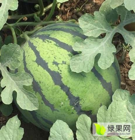 东北地雷瓜今日行情,今日价格走势分析”