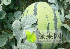 东北地雷瓜今日行情,今日价格走势分析”