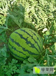 东北地雷瓜今日行情,今日价格走势分析”